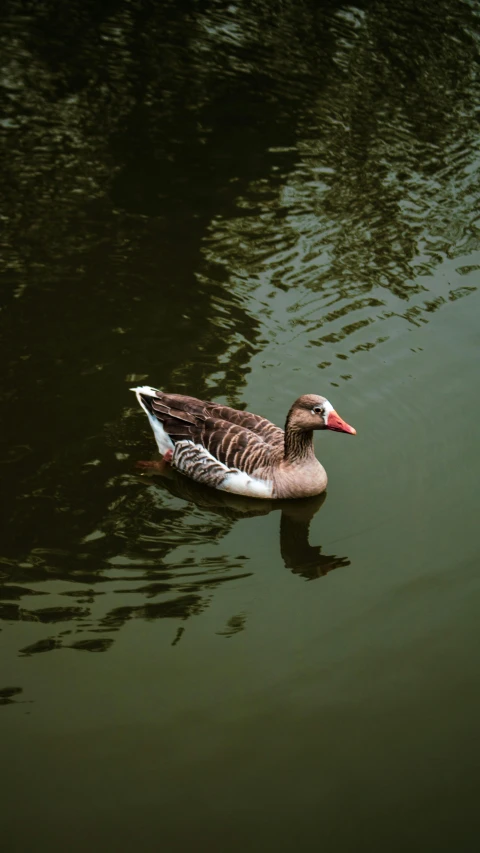 a duck swimming in a body of water