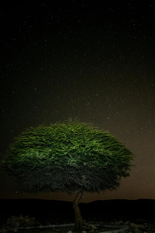 a tree sitting below the stars on a dark night