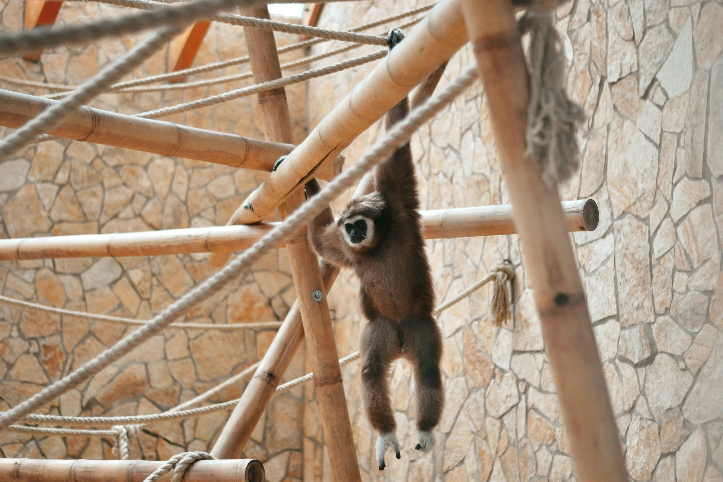 a baby monkey hanging upside down inside an enclosure