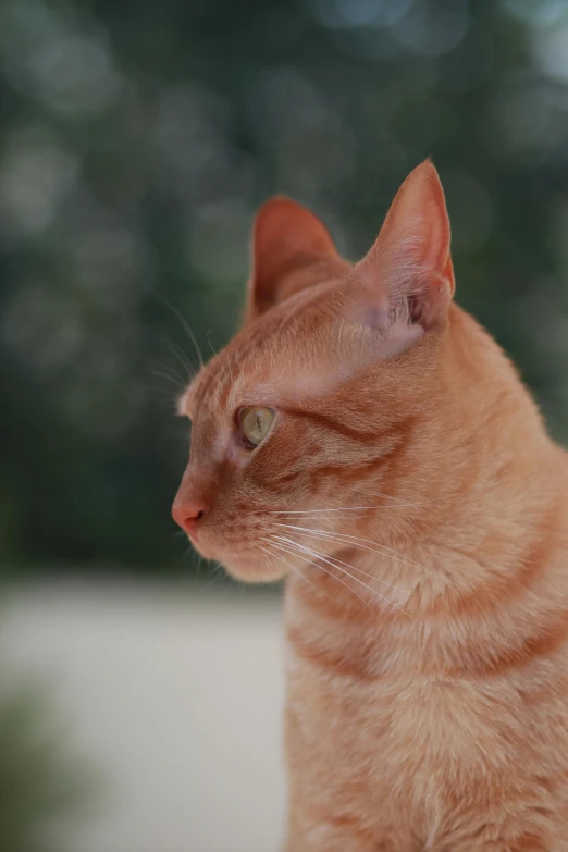 a cat sitting on top of a white surface