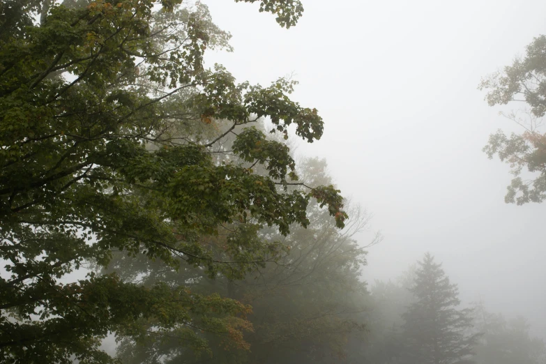 the park bench is out in the fog with many trees behind it