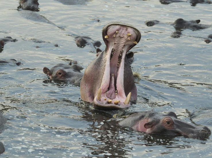 a hippopotamus is partially submerged in a lake with smaller elephants