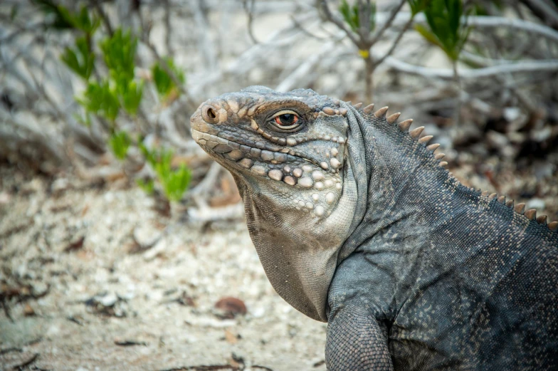 a small close up view of a lizard