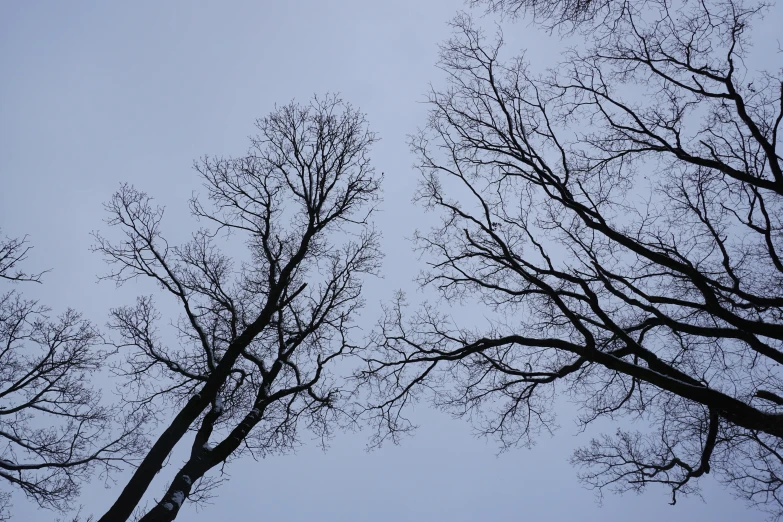 looking up at trees with a gray sky in the background