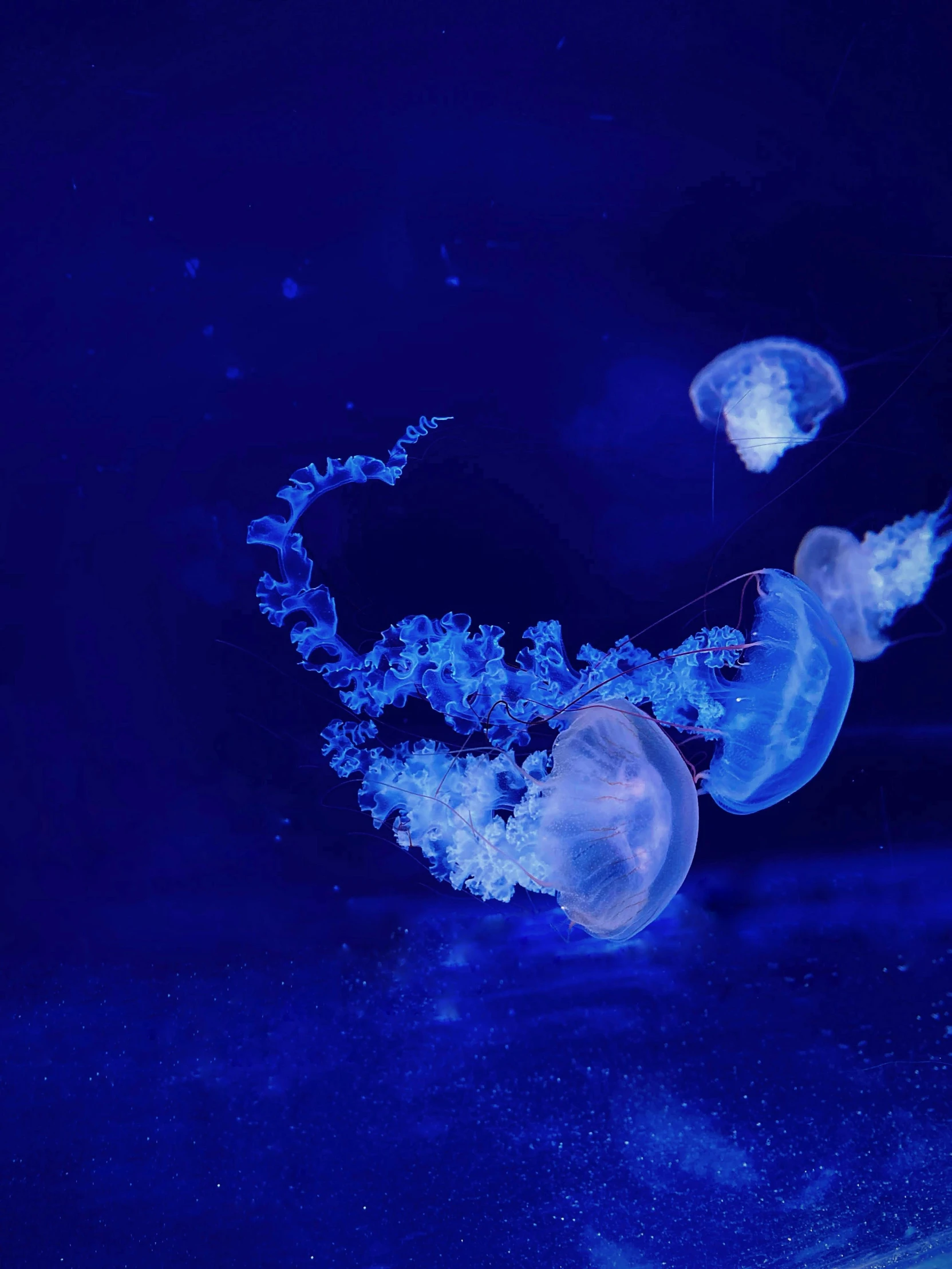 jellyfish are floating around in an aquarium