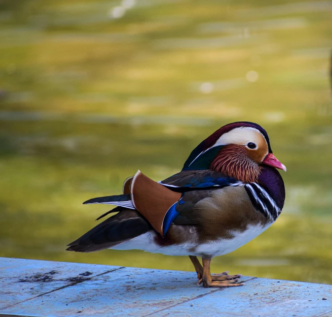 a bird is standing on a ledge by the water