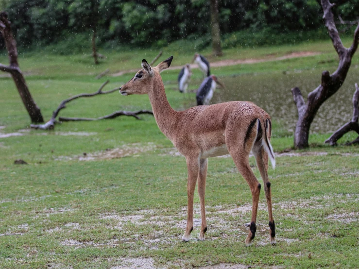 a small deer standing in a grass field