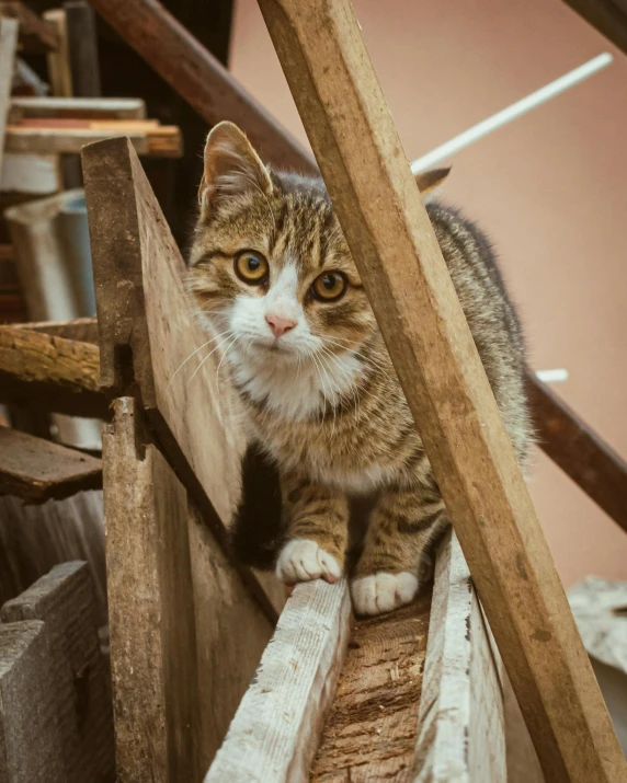 a cat walking down some steps with soing in its mouth