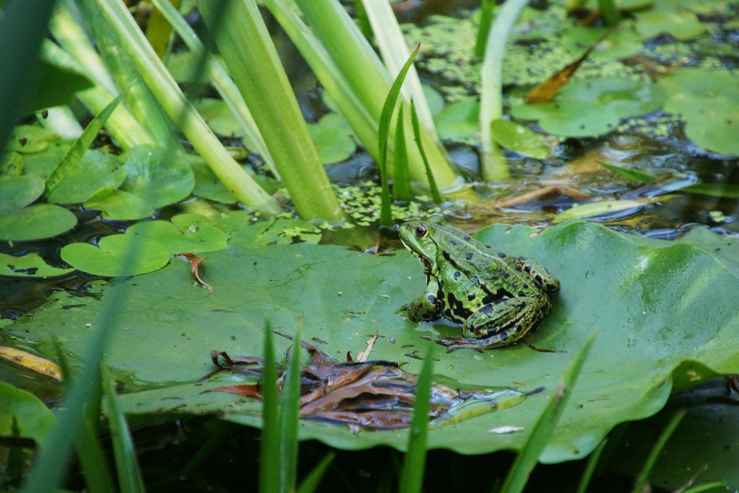 the frog is resting on a lily pad