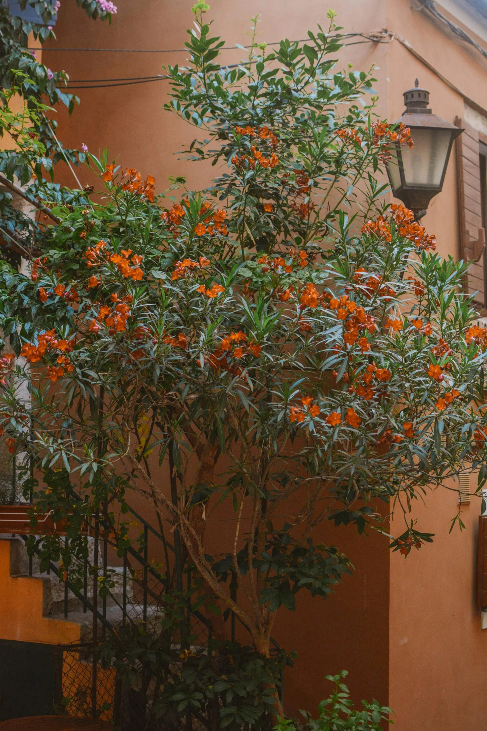 small tree with orange flowers growing on it in front of a brick building