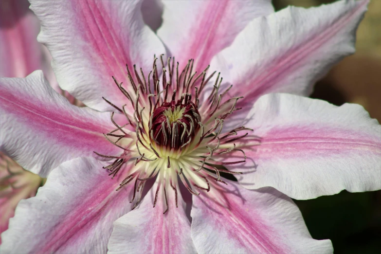 a close up s of a pink and white flower