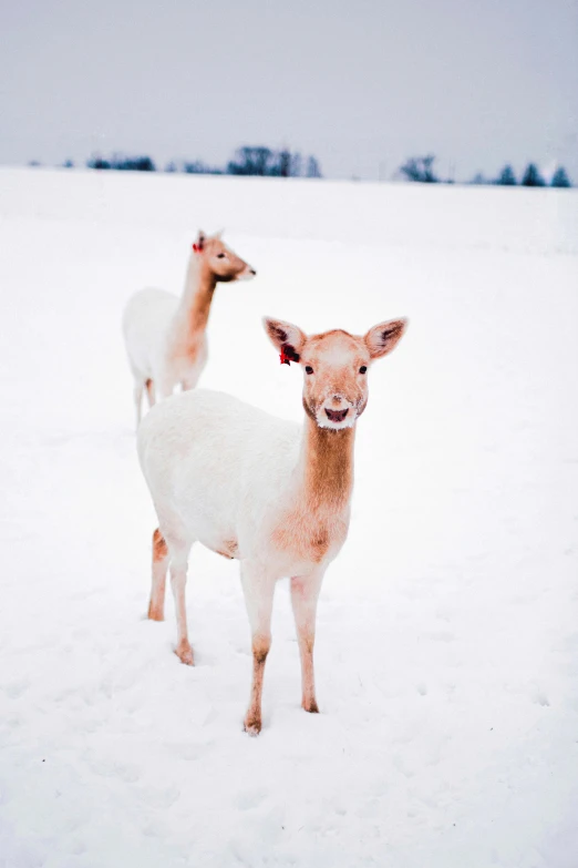 two white deer standing in the snow next to each other