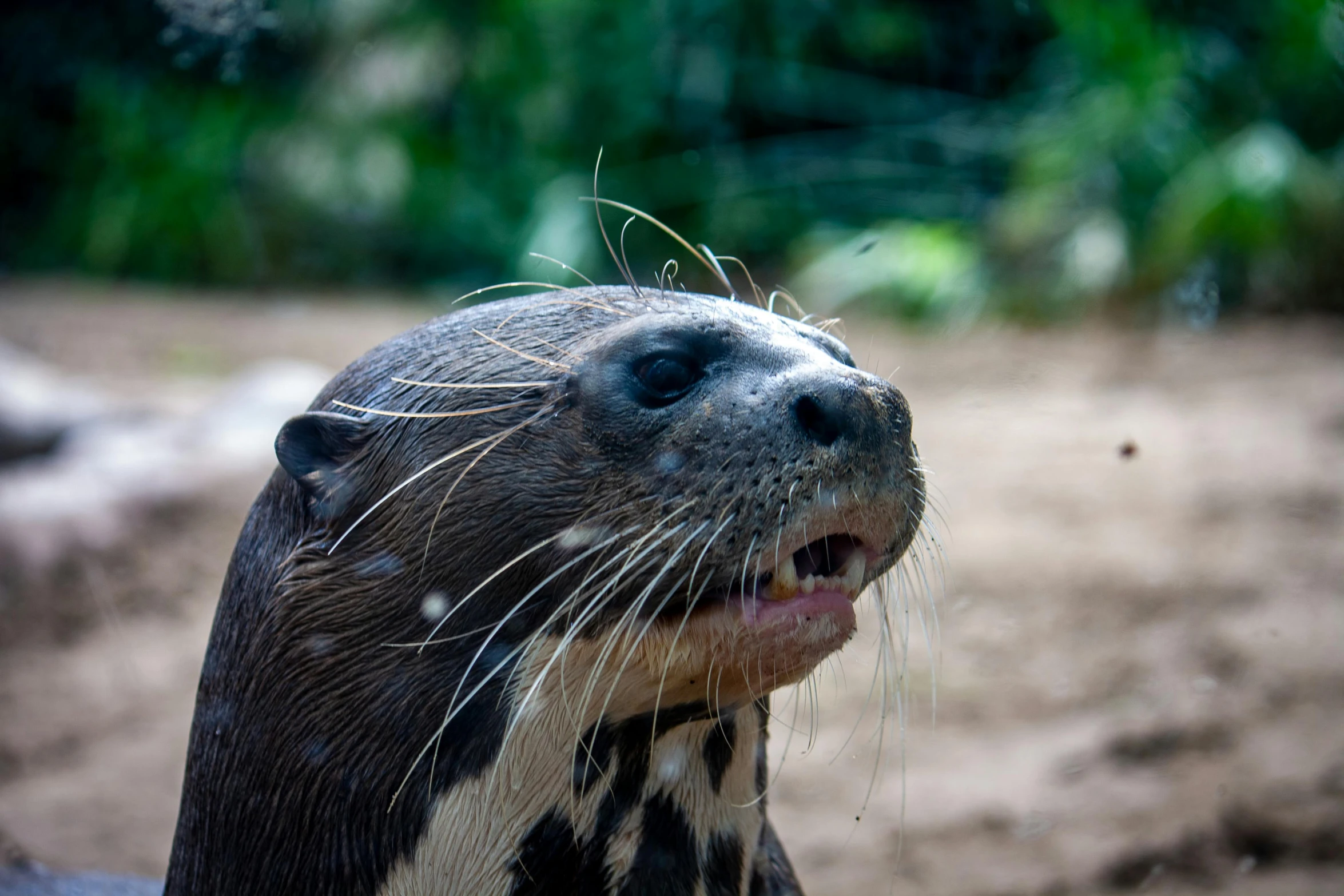 an animal with it's tongue out and its nose hanging open