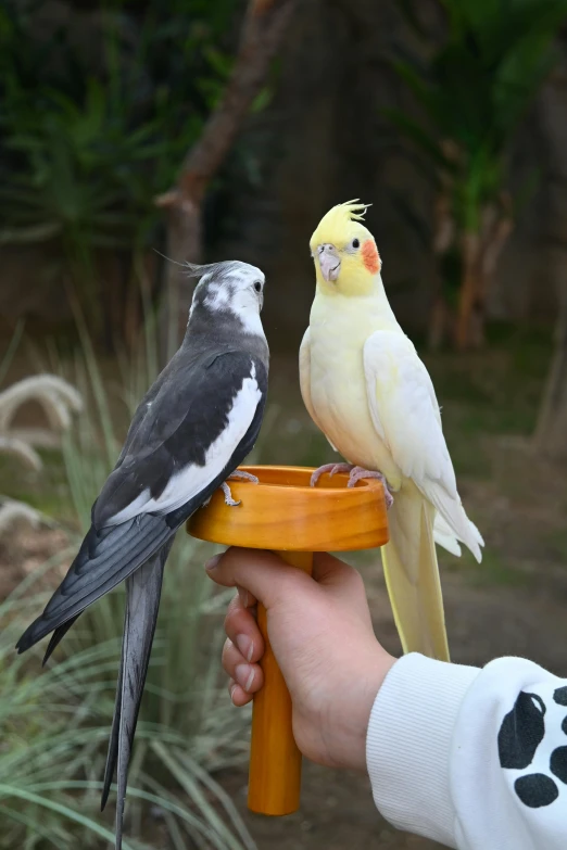 two colorful birds perched on the top of a small table