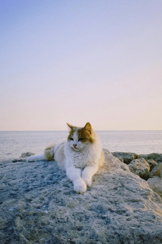 a fluffy cat lying on some rocks looking at the camera