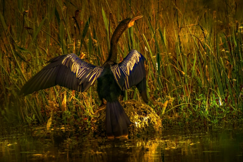 a big bird standing in the middle of some water