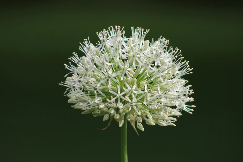 a large white flower with long stalks on it's stalk