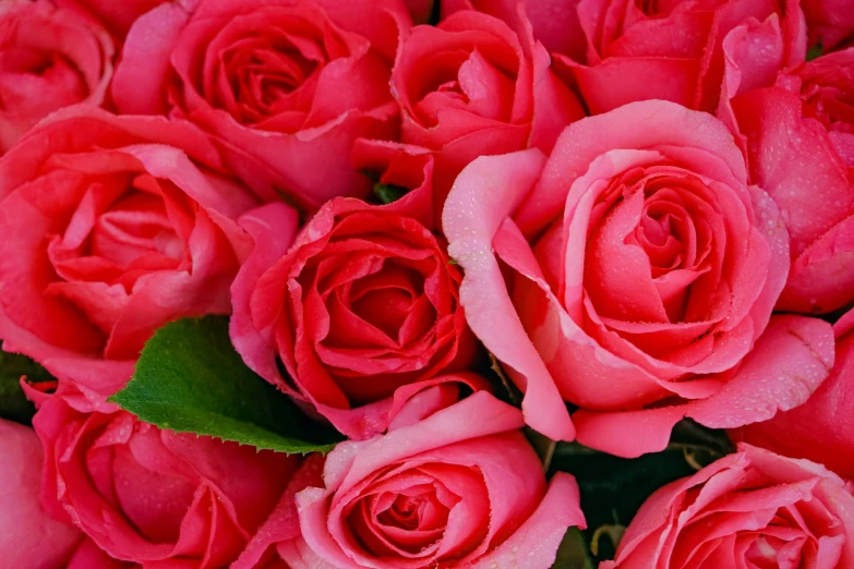 a close up view of pink roses in bloom