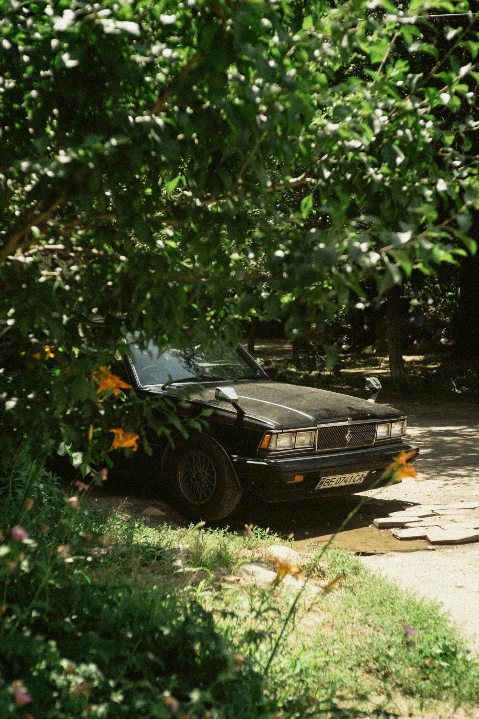 a vintage car sits abandoned in the shade of a tree