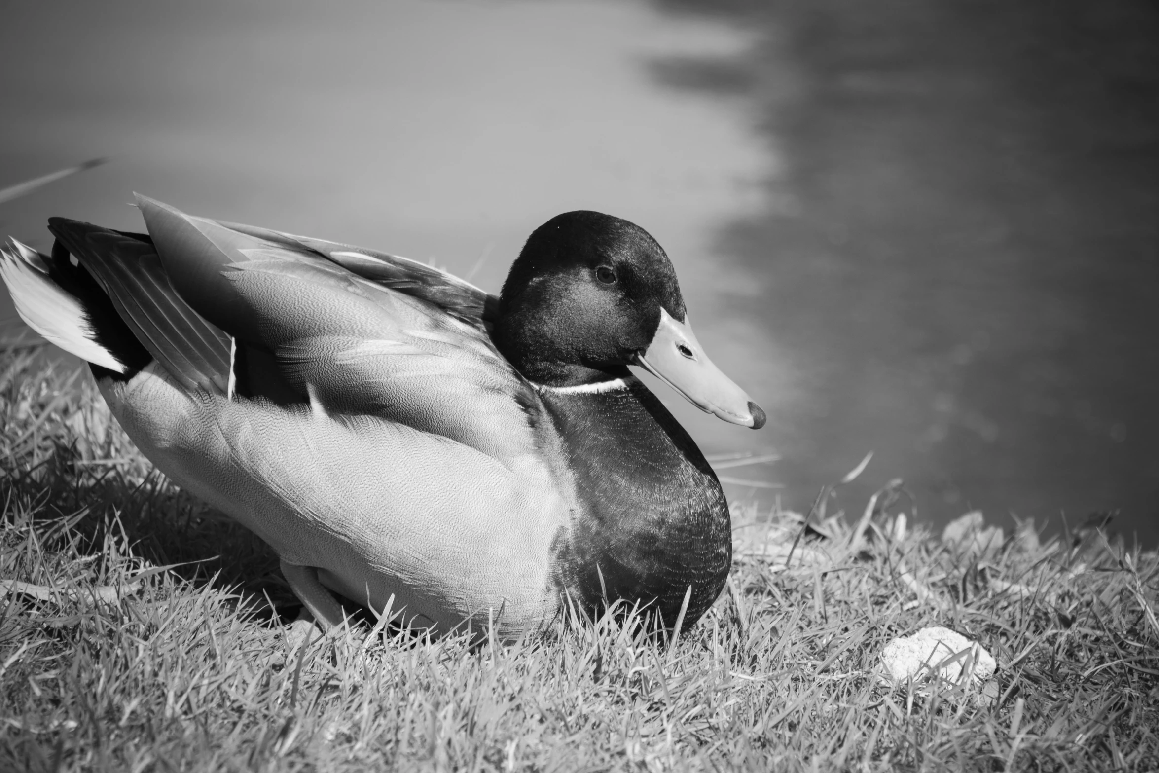 a duck is standing by the water in the grass