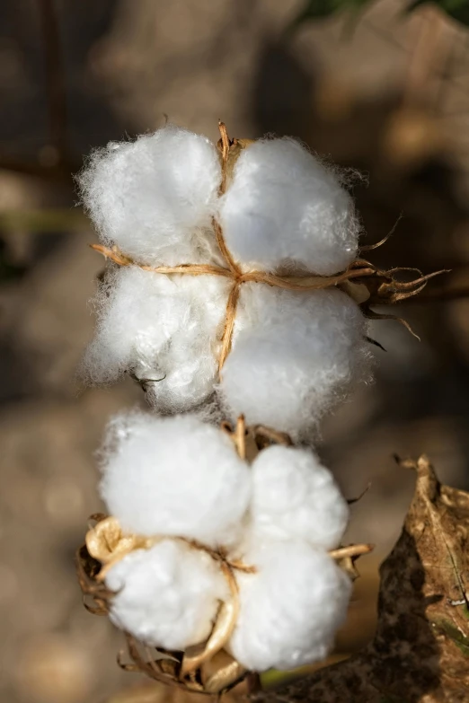 cotton floss is just beginning to wilt, still growing