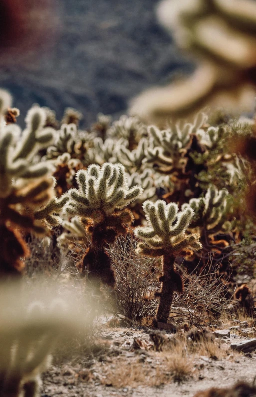 a group of cactuses in an arid landscape