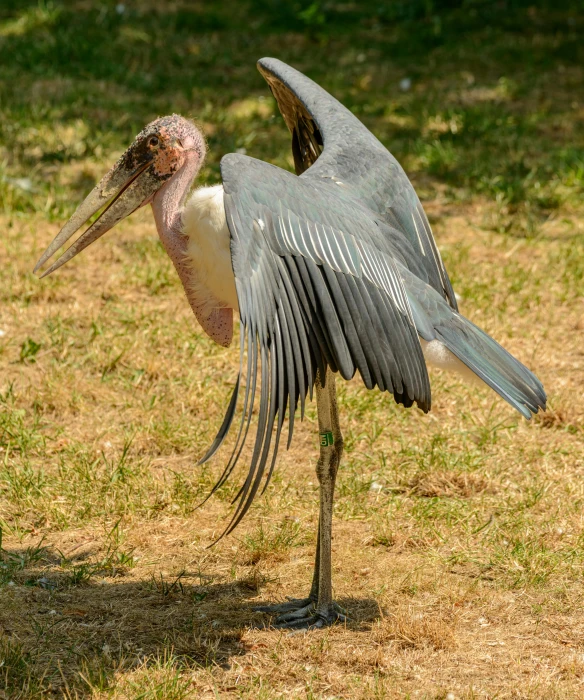 a bird with a long neck standing on some grass