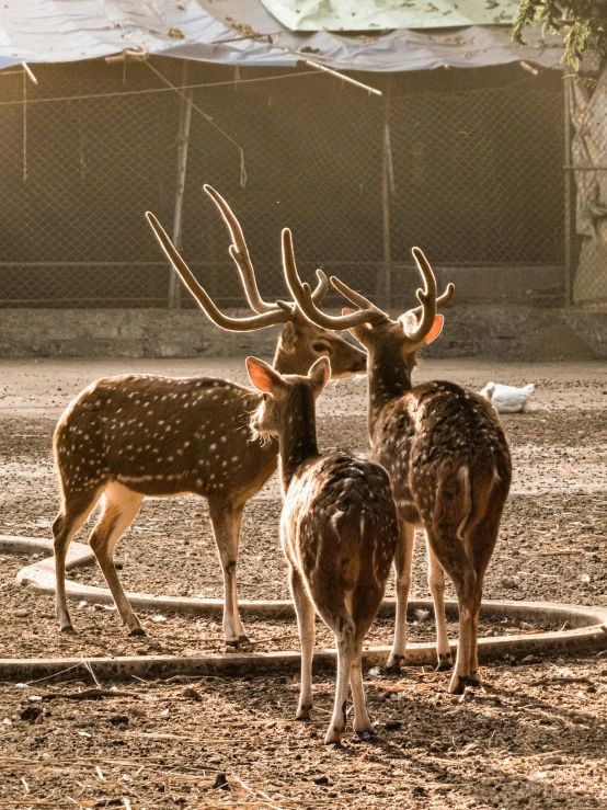 three deer standing together near each other in a yard