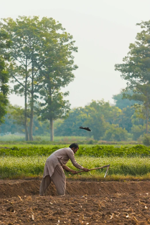 an old farmer tends to his crops in his field