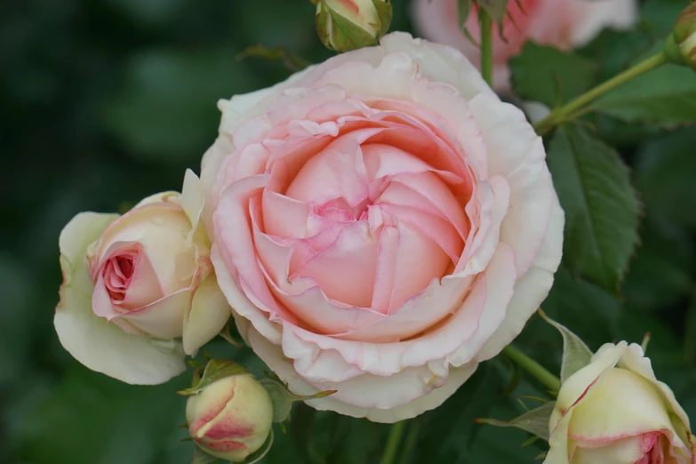 a pink rose is blooming near some leaves