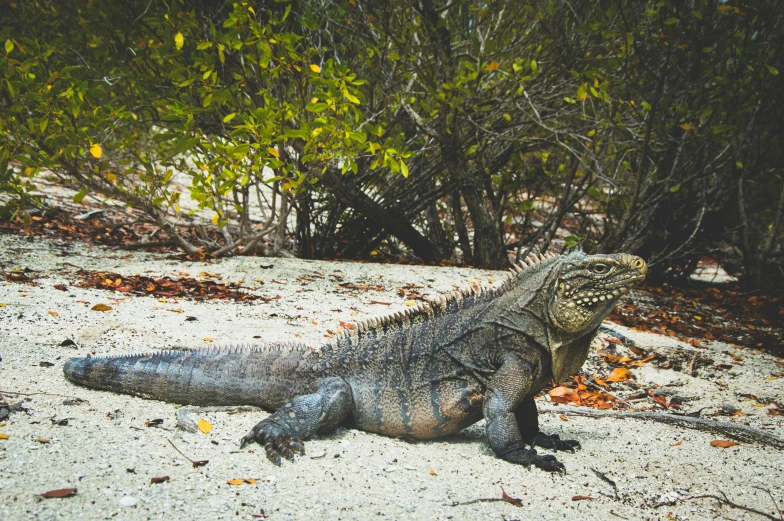 an iguant laying on the sand by the trees