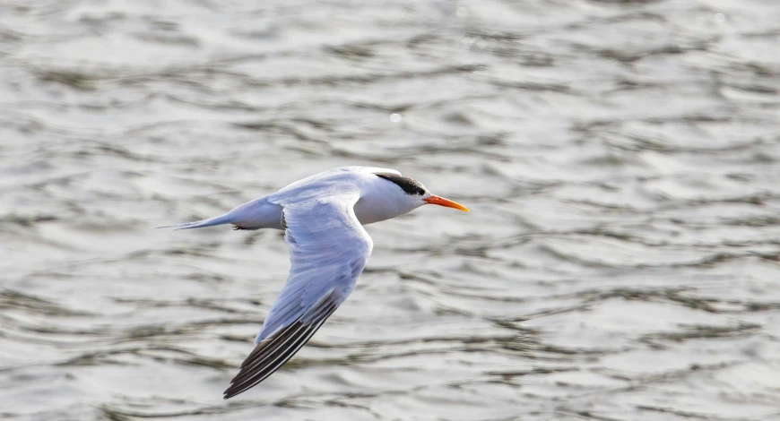 a bird is flying low over the water