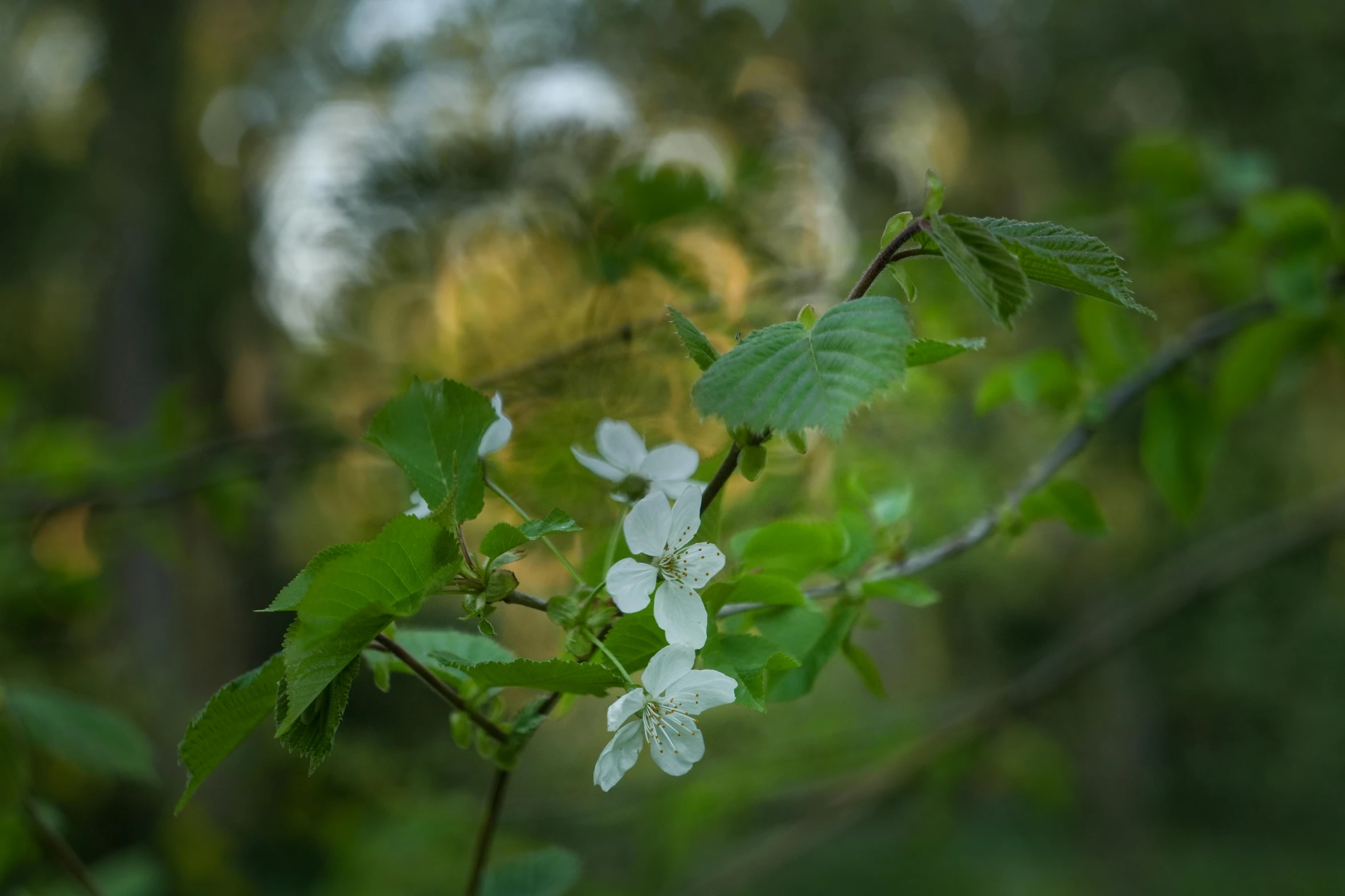 small white flowers blooming on a nch in a forest