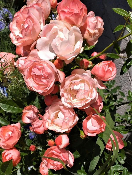 the bush is full of pink roses near green leaves
