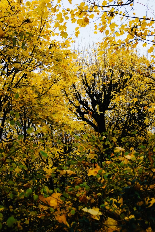 yellow trees with leaves in a field,