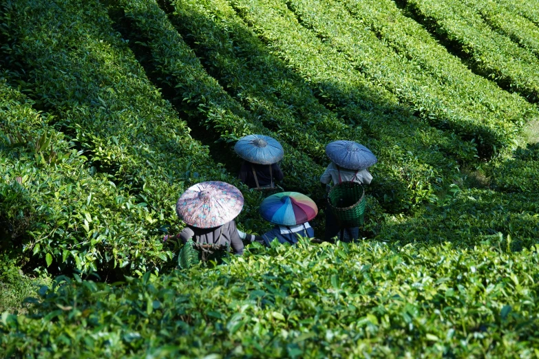 three people stand in tea plants holding umbrellas