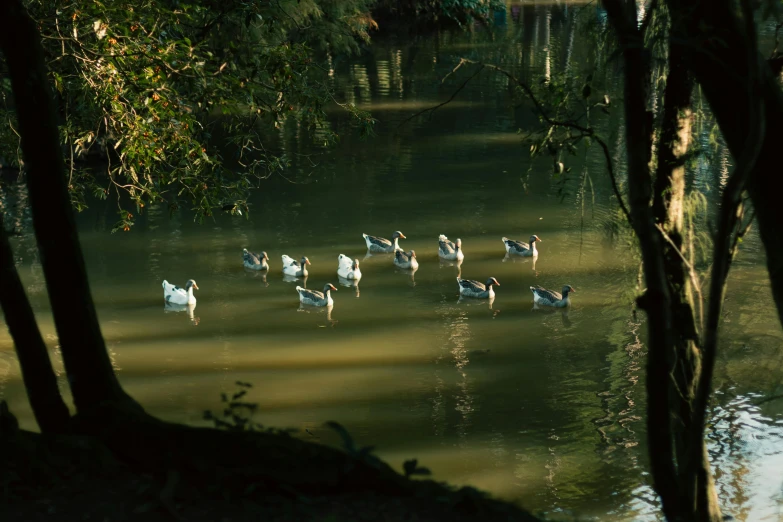 geese are floating in the water at dusk