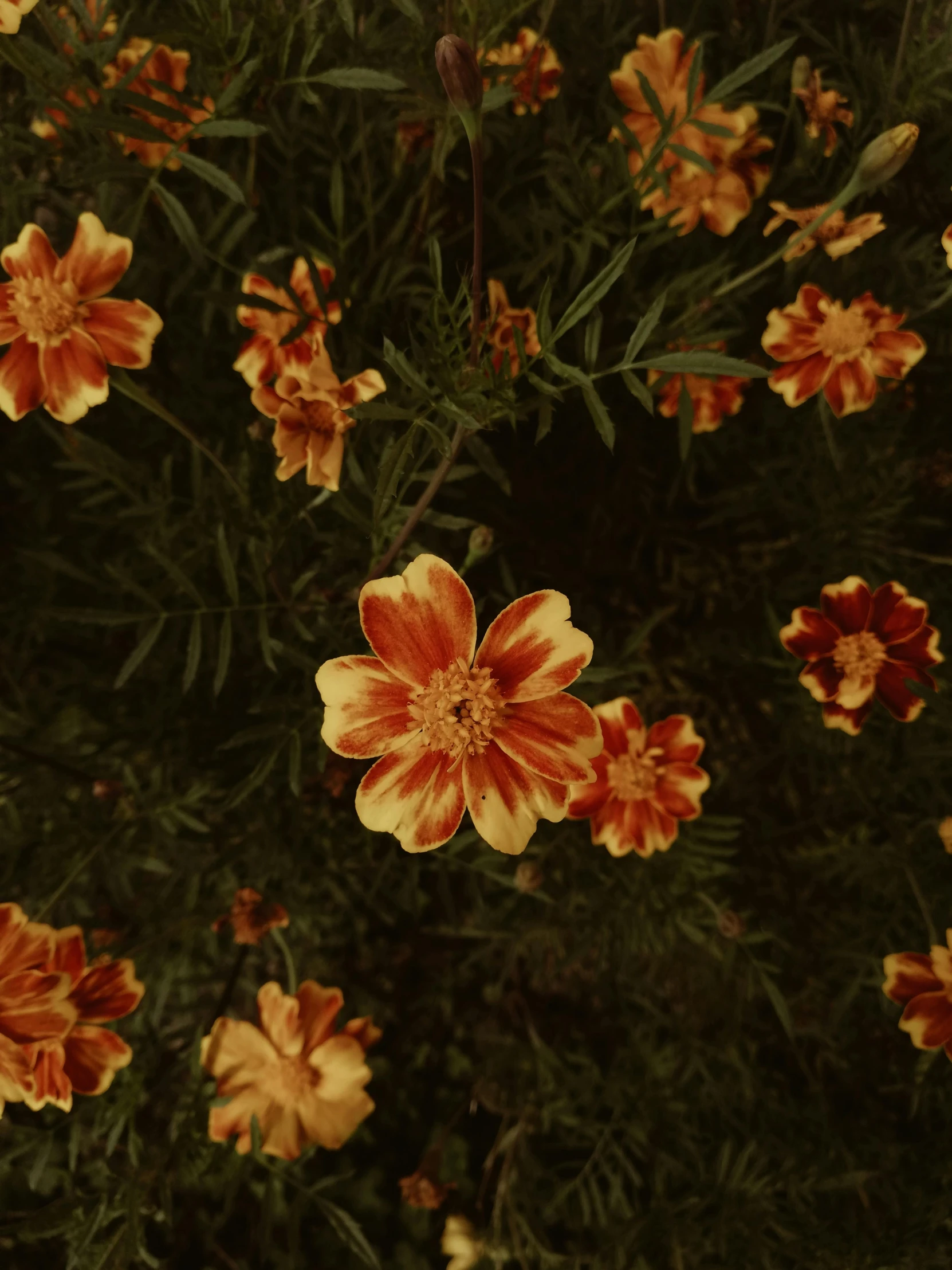 this po shows yellow and red flowers on a bush