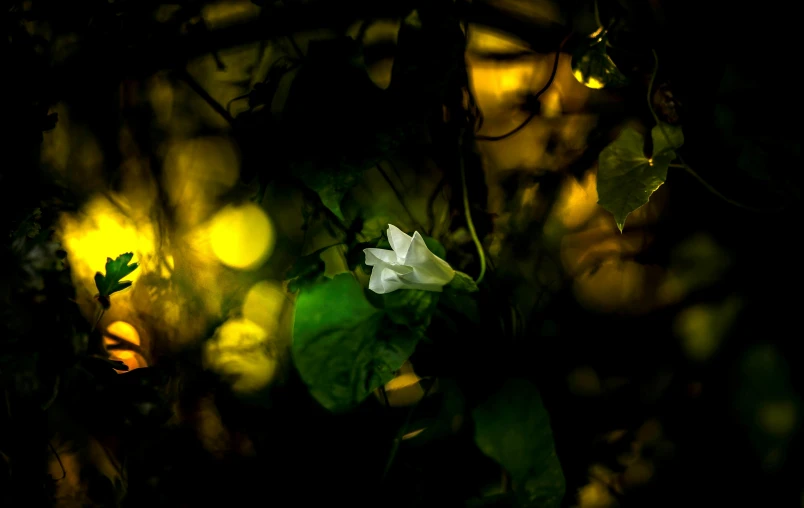 a flower that is sitting in the dark