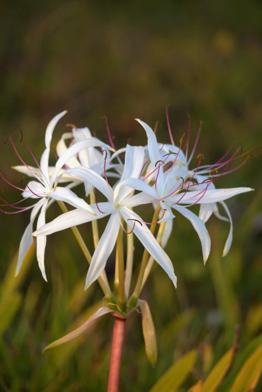 a close - up of white flower on green plants