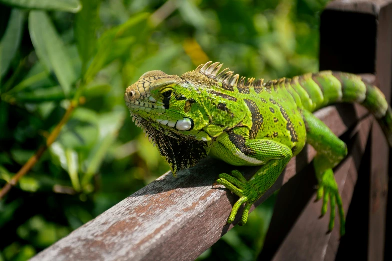 an iguana sits on top of a wood fence