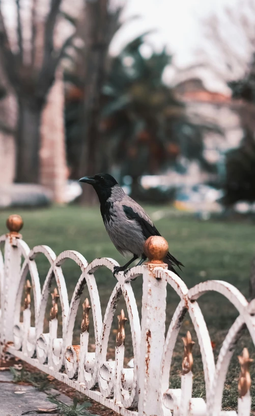 the bird is perched on top of the railing