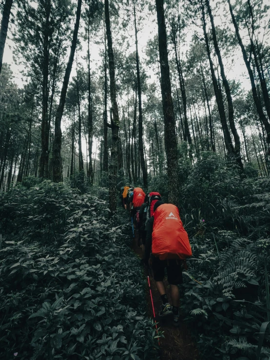 several people in red jacket walking through woods with backpacks