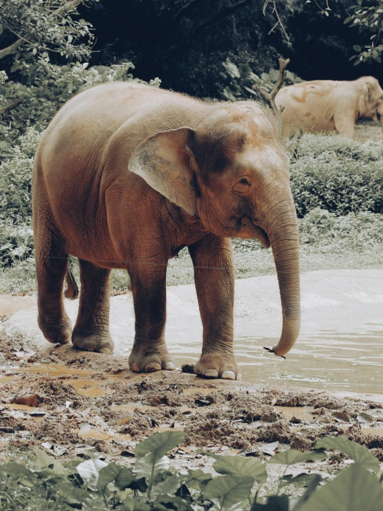 the elephant is standing in the shallow water by himself