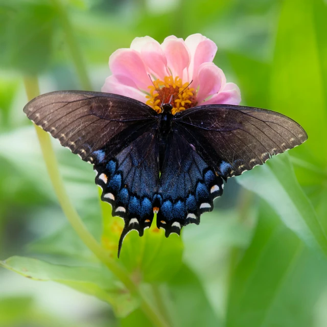 a large black erfly is resting on a flower