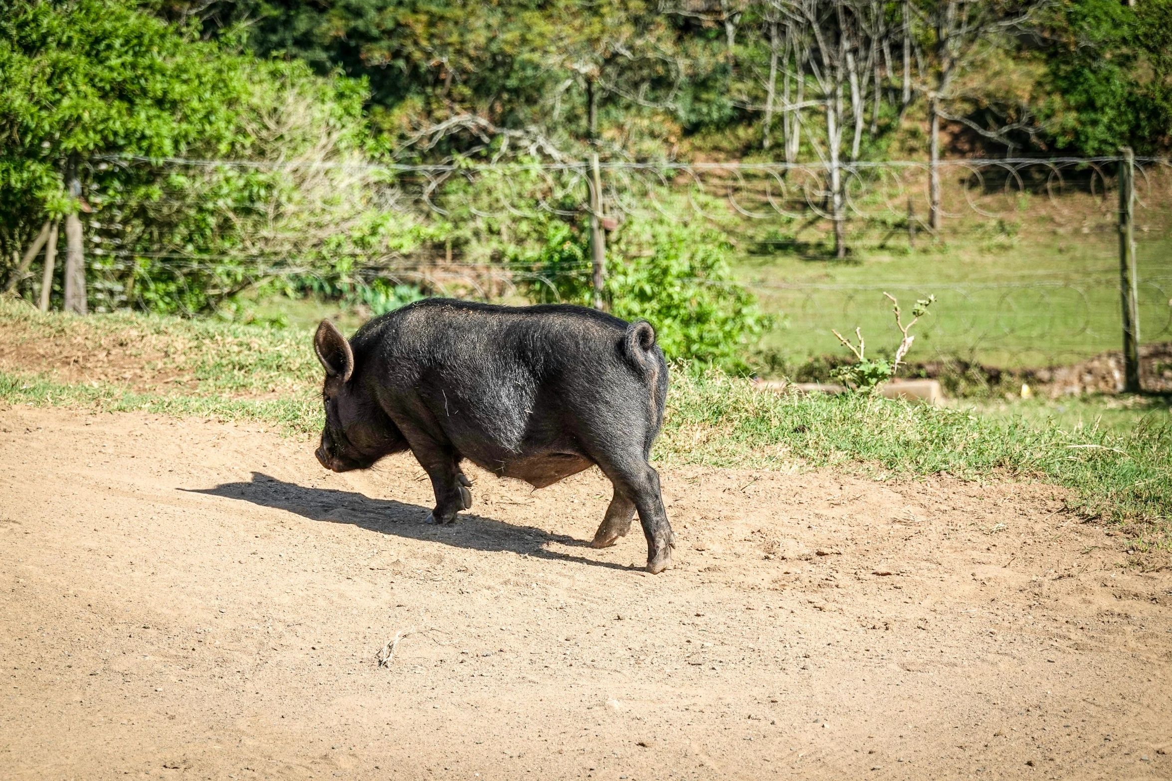 the large boar is walking in a field