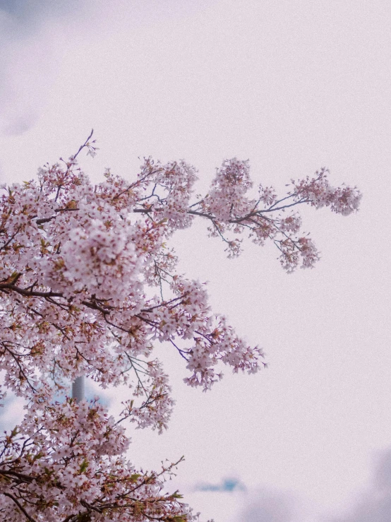 a tree with lots of purple flowers and blue sky