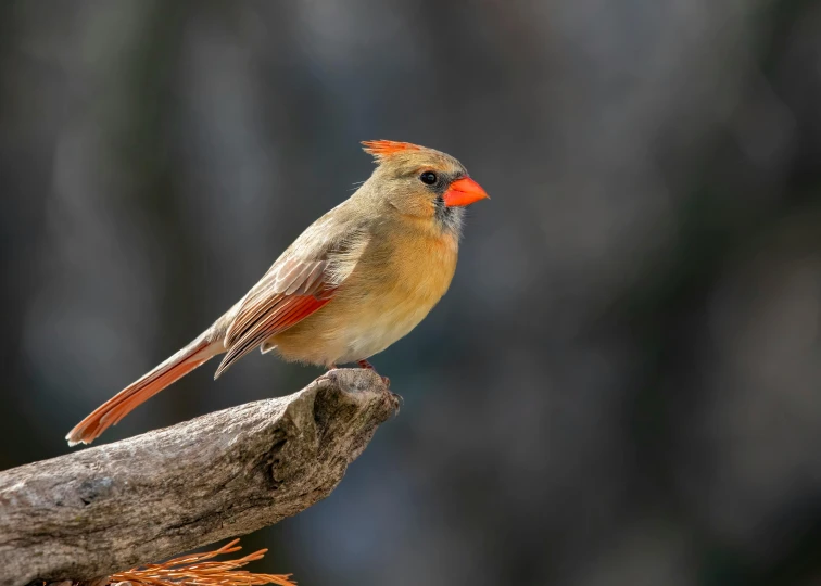 a small brown bird perched on top of a piece of wood