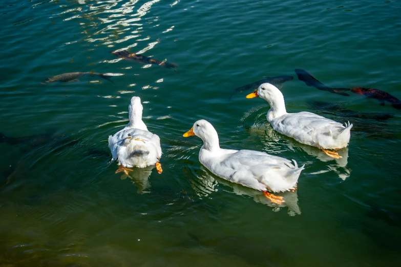 ducks swimming in the water near a group of fish