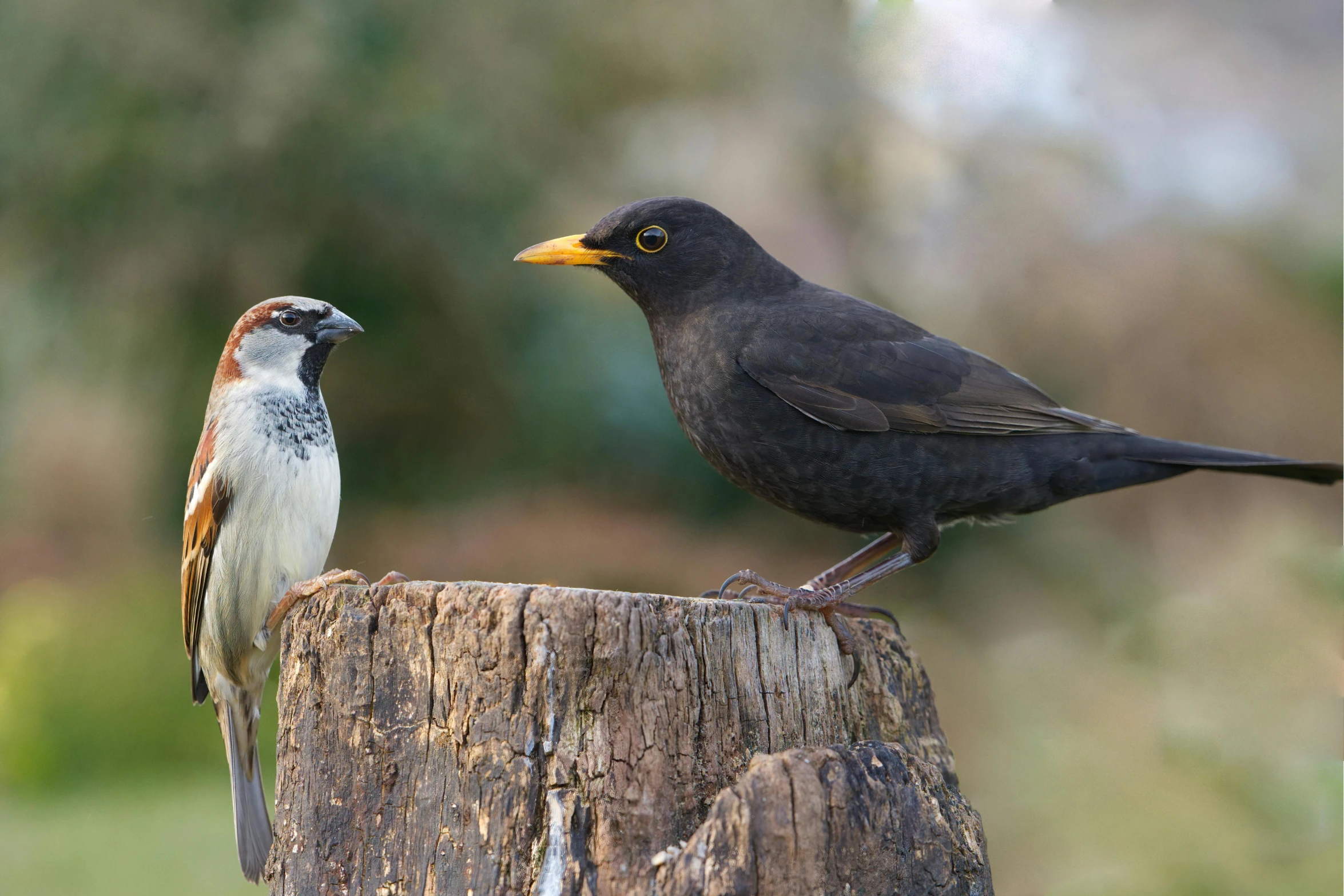 a small bird with a yellow beak and a white and brown  standing on top of a tree stump